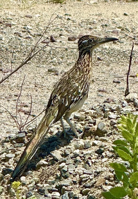 By-Tor road runner r.jpg